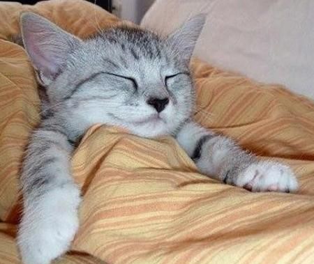Kumpulan Foto Unik  Kucing Tidur Yanox usilz s Blog